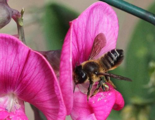 Réf. 303 994 : Megachile sp.